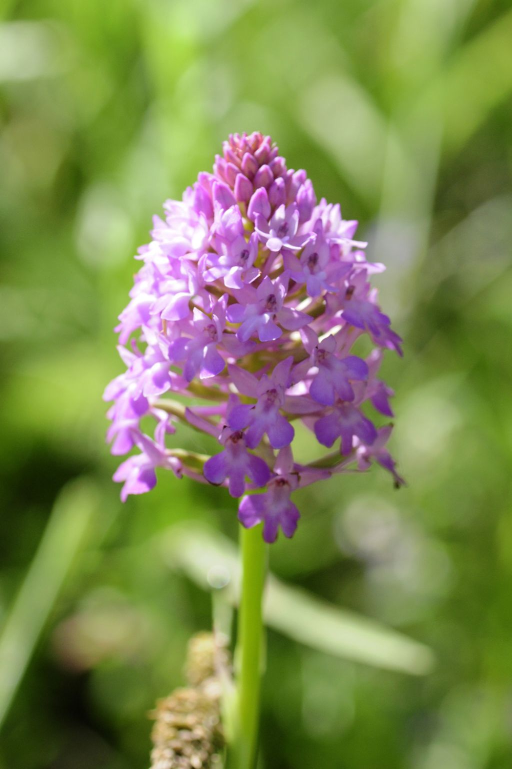 Conferma Anacamptis pyramidalis